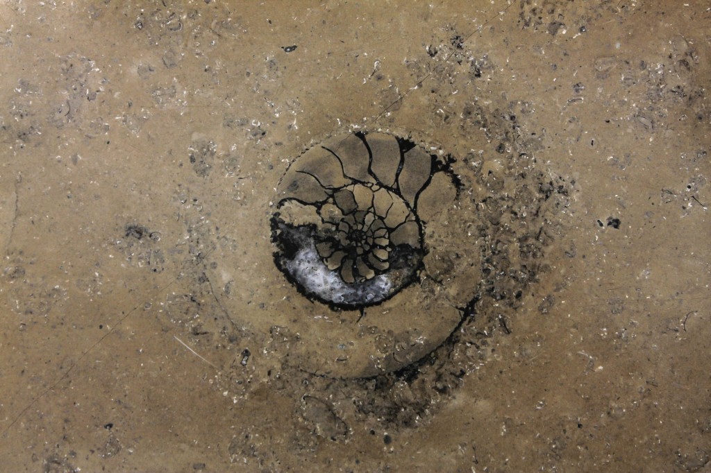 Museum floor ammonite