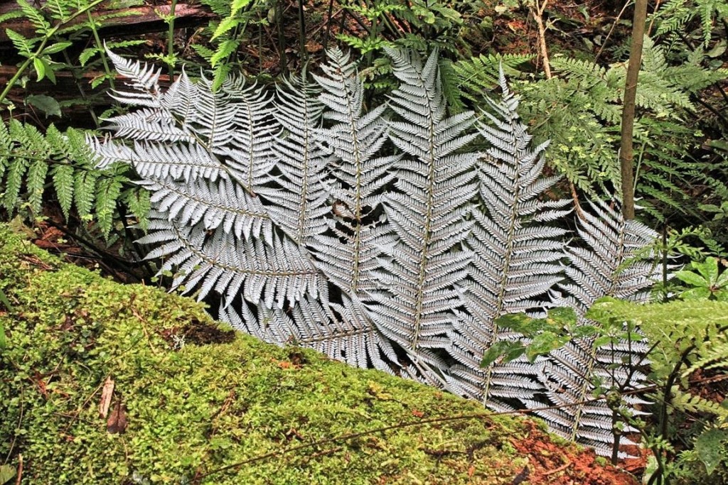 Silver fern (Medium)